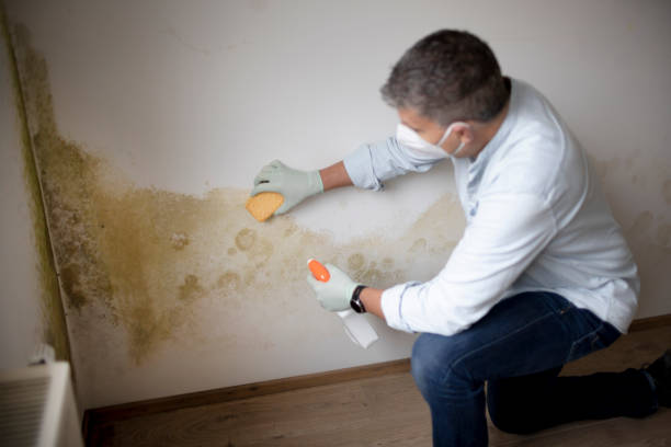 Best Water Damage & Mold Remediation  in Woodland Beach, MI