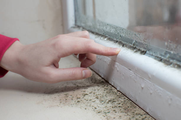 Best Mold Prevention Services  in Woodland Beach, MI
